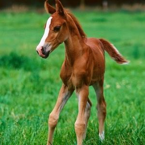 Meet your Posher, Kylie